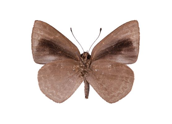 Cephetola cephena male UNS